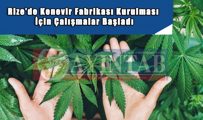 Rize'de kenevir fabrikası kurulması için çalışmalar başladı