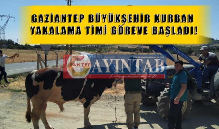 GAZİANTEP BÜYÜKŞEHİR KURBAN YAKALAMA TİMİ GÖREVE BAŞLADI!