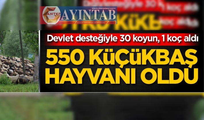 Devlet desteğiyle 30 koyun, 1 koç aldı, 550 küçükbaş hayvanı oldu