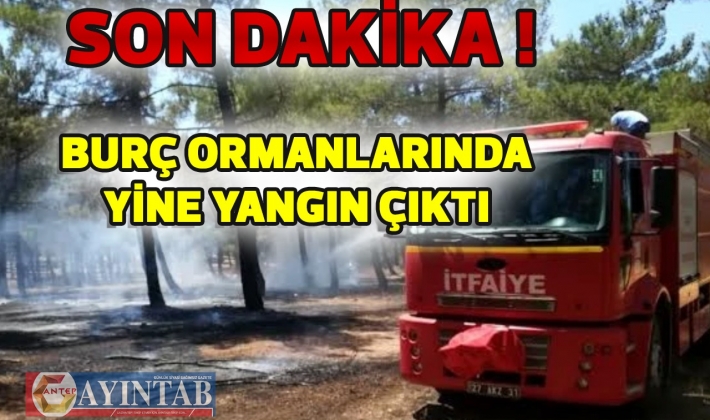 Son Dakika...Gaziantep Burç ormanlarında yine yangın çıktı