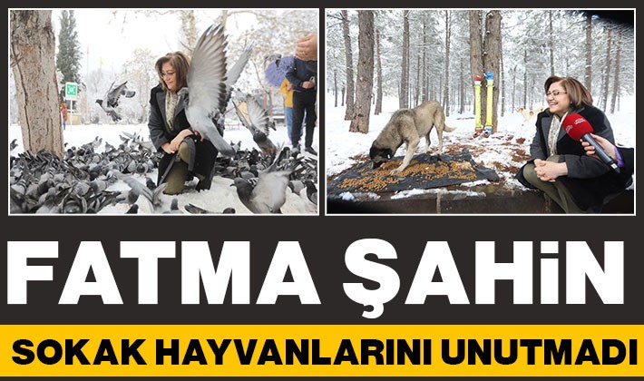 Fatma Şahin sokak hayvanlarını unutmadı