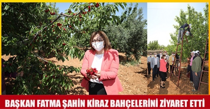 BAŞKAN FATMA ŞAHİN KIRAZ BAHÇELERİNİ ZİYARET ETTİ