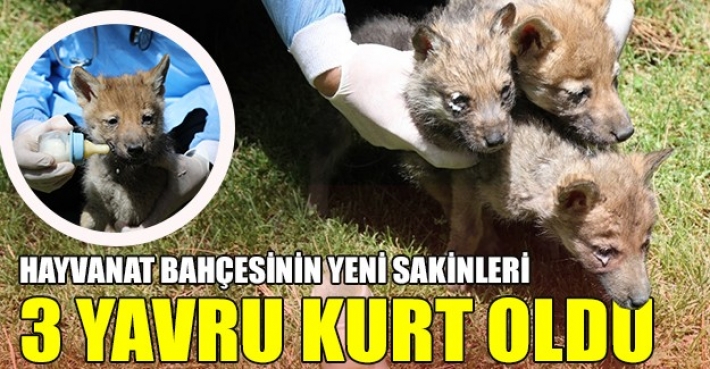 HAYVANAT BAHÇESİNİN YENİ SAKİNLERİ 3 YAVRU KURT OLDU