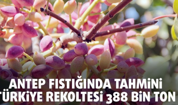 ANTEP FISTIĞINDA TAHMİNİ TÜRKİYE REKOLTESİ 388 BİN TON