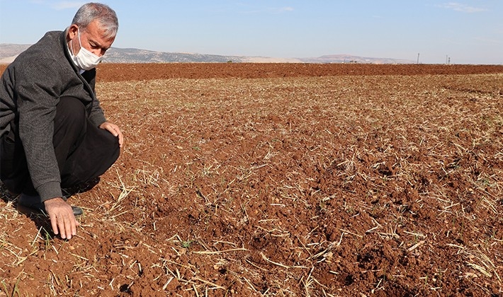Gaziantep'te makarnalık sert buğday ekimine başlandı