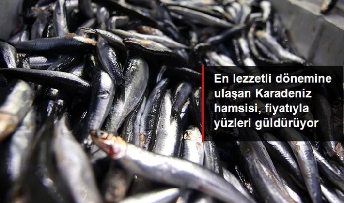 Karadeniz hamsisi en lezzetli dönemine ulaştı: Kilosu 15 lira