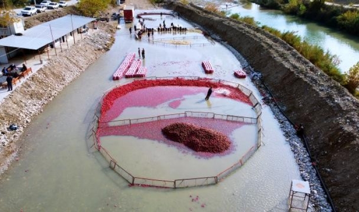 Kırmızı altın olarak bilinen turpta zorlu mesai dönemi başladı