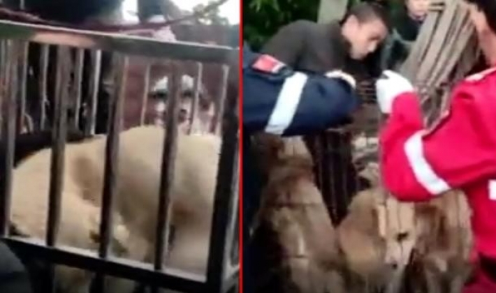 Çin'de mezbahada 'sosis' yapılmak için bekleyen 40 köpek bulundu