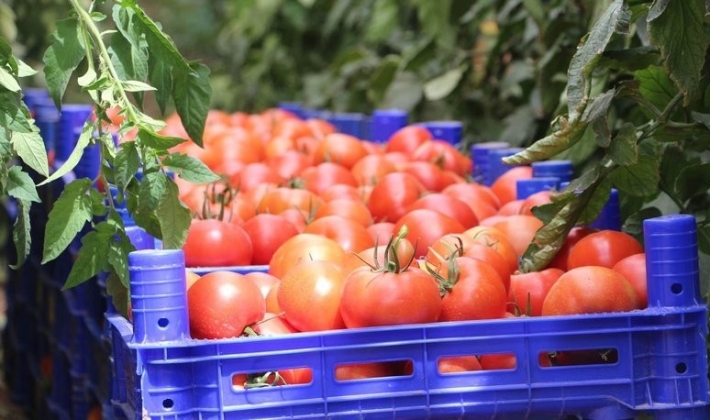 Rusya, Türkiye'den domates ve biber ithalatını yasakladı