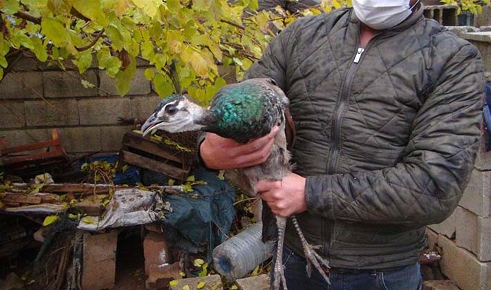 Bahçesinde bulduğu tavus kuşunu yetkililere teslim etti