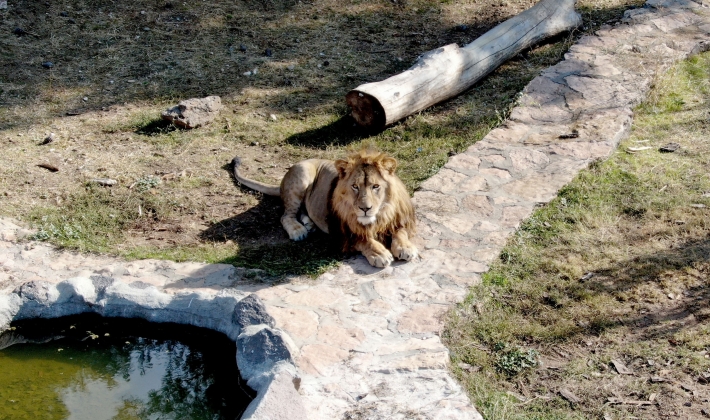 Gaziantep Hayvanat Bahçesi sakinleri kışa hazır
