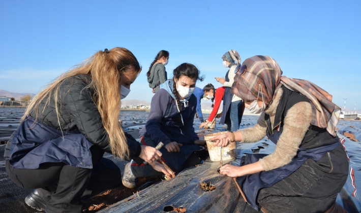 Kızıltepe’de kadınlar 100 bin çilek fidesini toprak buluşturdu