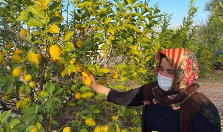 Kadın çiftçiler kısıtlamada da üretime devam etti