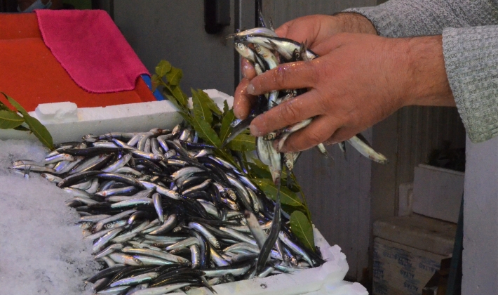 Yasak öncesi son hamsiler tezgahlarda