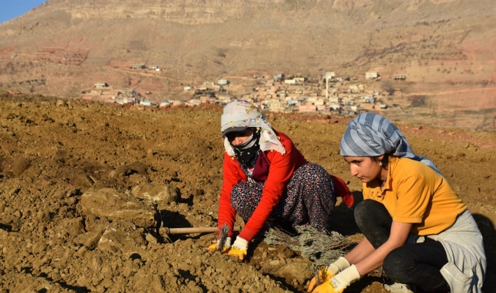 Mardin'de lavanta bahçesi oluşturuldu