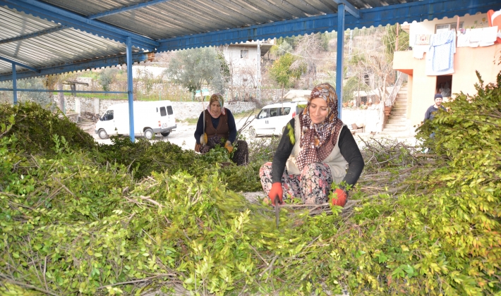 Köylünün yeni geçim kaynağı yaban mersini yağı