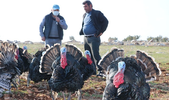 Satılık hindi bulamayınca kendi işini kurdu