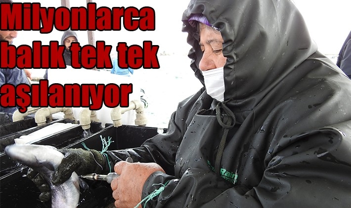 Milyonlarca balık tek tek aşılanıyor