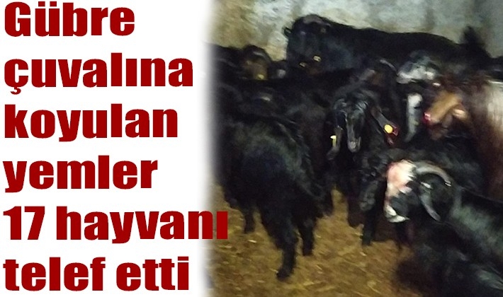 Gübre çuvalına koyulan yemler 17 hayvanı telef etti