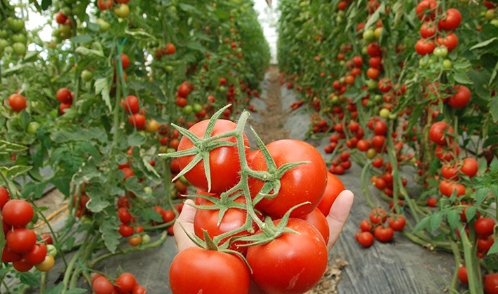 Silifke’de 30 bin ton örtü altı domates rekoltesi bekleniyor