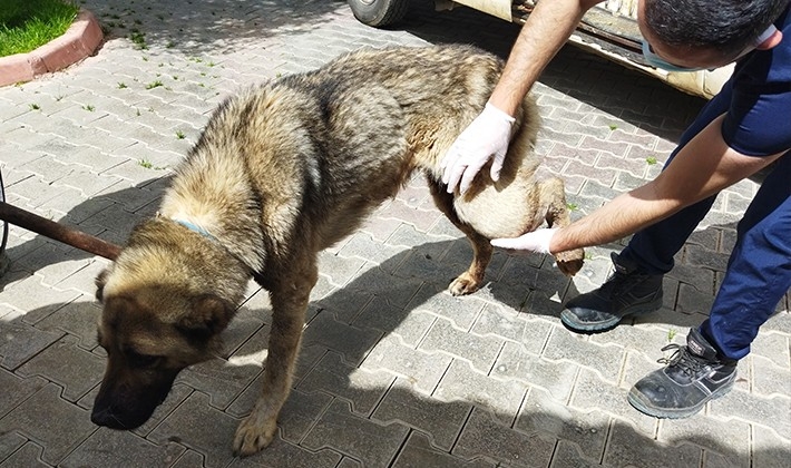 Gaziantep'te çoban köpeğini av tüfeğiyle vurdular
