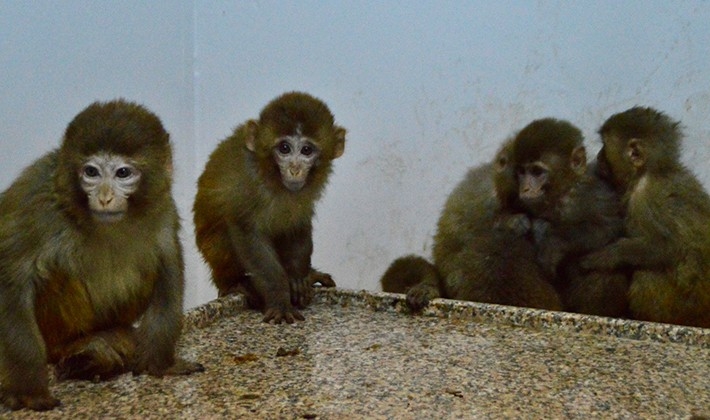 Gümrük Kapısında 12 maymun yakalandı