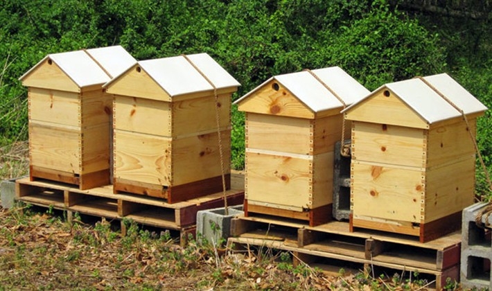 Şahinbey'de 132 arı üreticisine 2 bin arı kovanı dağıtıldı