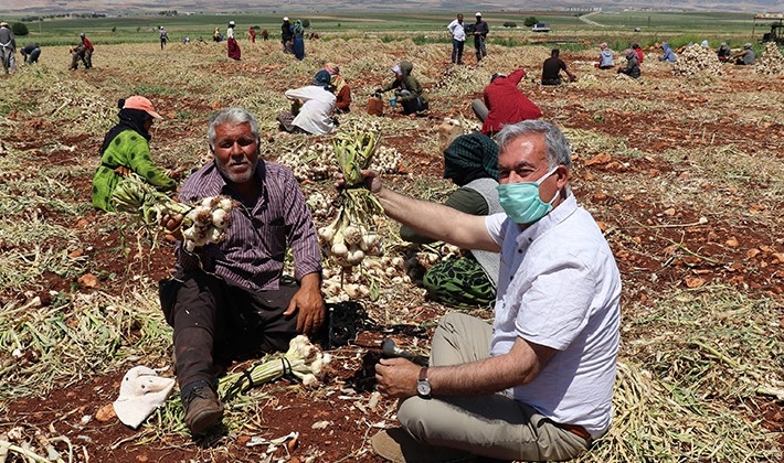 Tarım işçilerinin bayram mesaisi