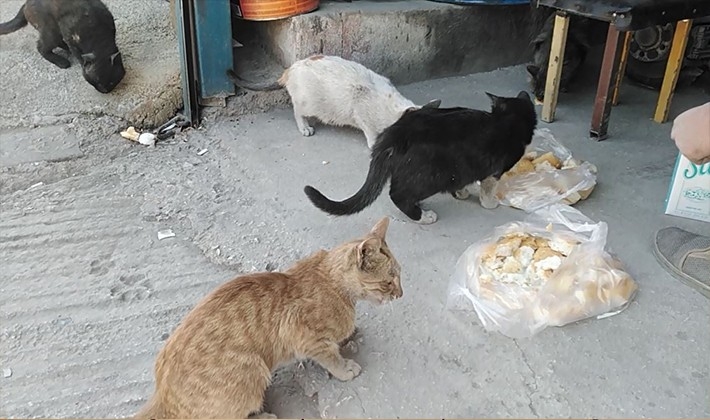 Aç kalan kedileri vatandaşlar elleriyle besledi