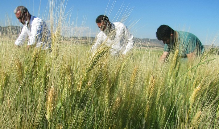 Araban'da süne uyarısı