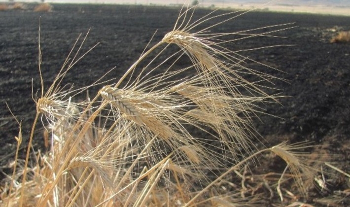 Araban'da 50 dönüm buğday kül oldu